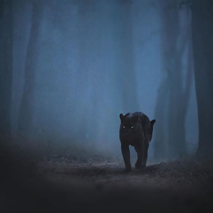 19 Stunning Photos Of A Rare Black Panther Roaming In The Jungles Of India 19 Stunning Photos Of A Rare Black Panther Roaming In The Jungles Of India
