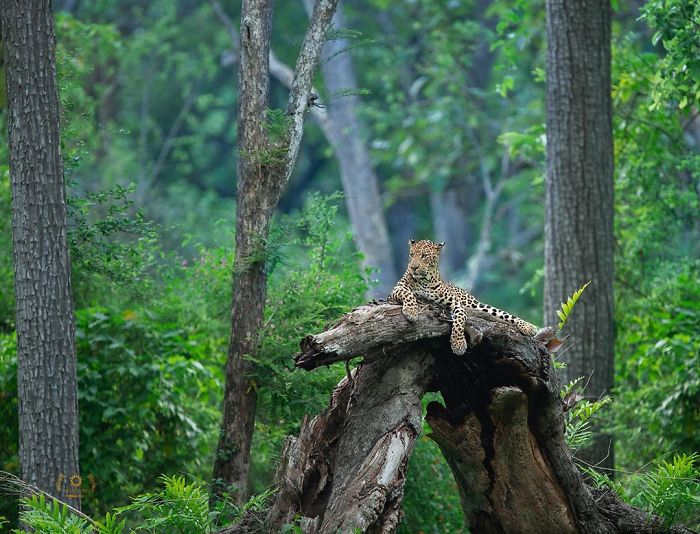 19 Stunning Photos Of A Rare Black Panther Roaming In The Jungles Of India 19 Stunning Photos Of A Rare Black Panther Roaming In The Jungles Of India