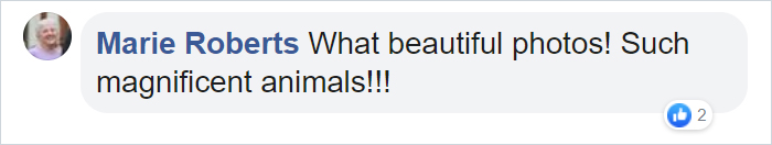 19 Stunning Photos Of A Rare Black Panther Roaming In The Jungles Of India