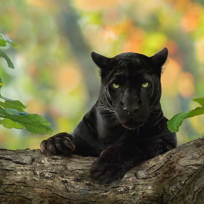 19 Stunning Photos Of A Rare Black Panther Roaming In The Jungles Of India 19 Stunning Photos Of A Rare Black Panther Roaming In The Jungles Of India
