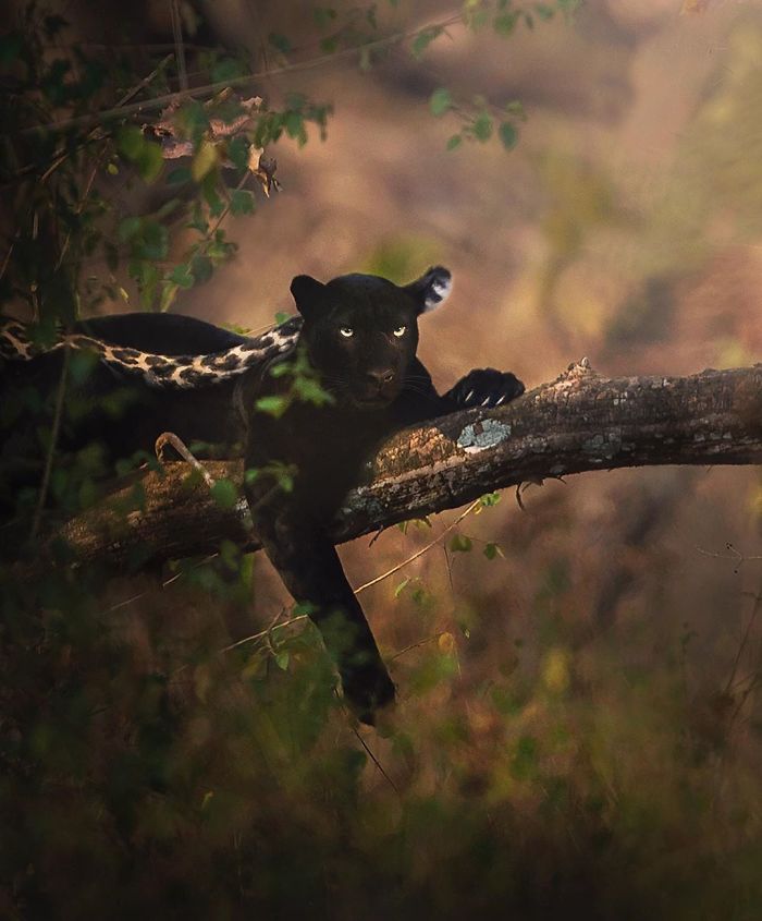 19 Stunning Photos Of A Rare Black Panther Roaming In The Jungles Of India