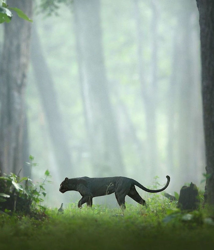 19 Stunning Photos Of A Rare Black Panther Roaming In The Jungles Of India