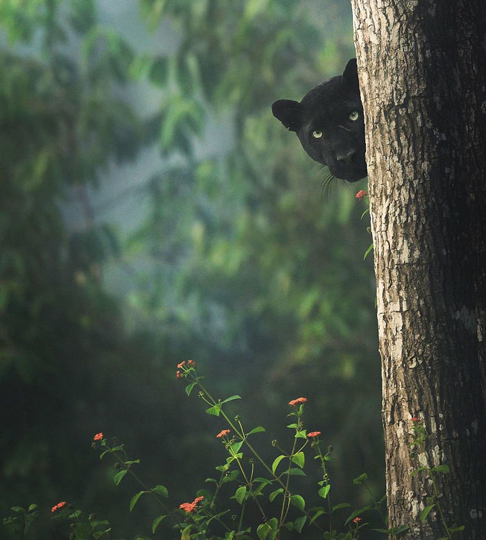 19 Stunning Photos Of A Rare Black Panther Roaming In The Jungles Of India 19 Stunning Photos Of A Rare Black Panther Roaming In The Jungles Of India