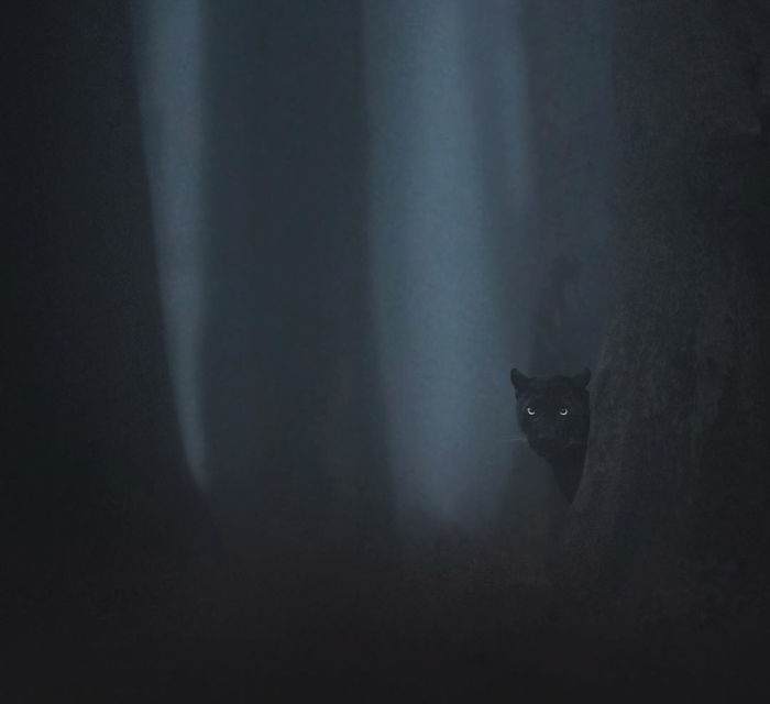19 Stunning Photos Of A Rare Black Panther Roaming In The Jungles Of India 19 Stunning Photos Of A Rare Black Panther Roaming In The Jungles Of India