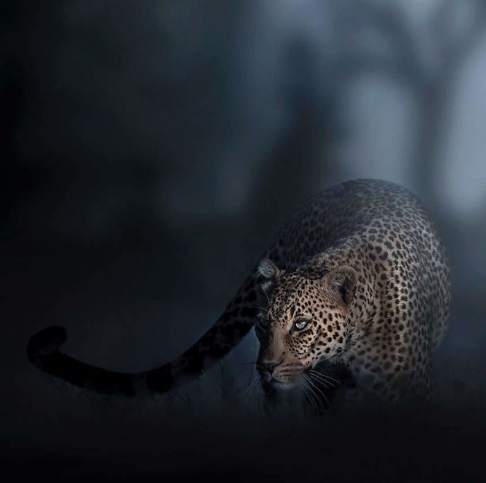 19 Stunning Photos Of A Rare Black Panther Roaming In The Jungles Of India