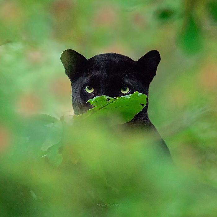 19 Stunning Photos Of A Rare Black Panther Roaming In The Jungles Of India 19 Stunning Photos Of A Rare Black Panther Roaming In The Jungles Of India