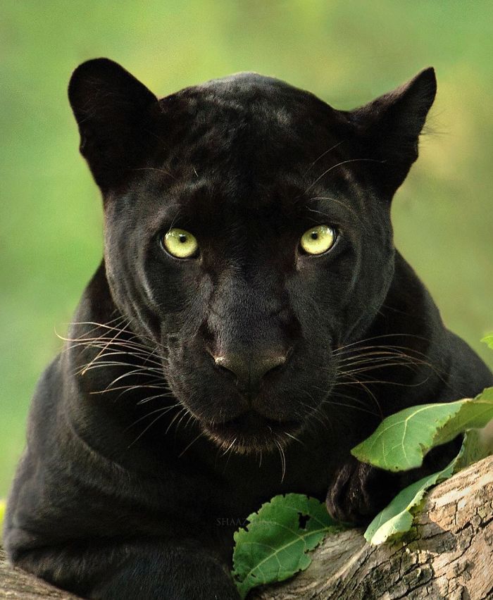 19 Stunning Photos Of A Rare Black Panther Roaming In The Jungles Of India