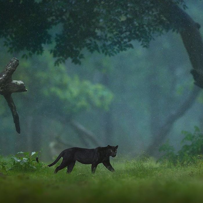 19 Stunning Photos Of A Rare Black Panther Roaming In The Jungles Of India