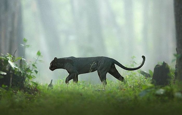 19 Stunning Photos Of A Rare Black Panther Roaming In The Jungles Of India