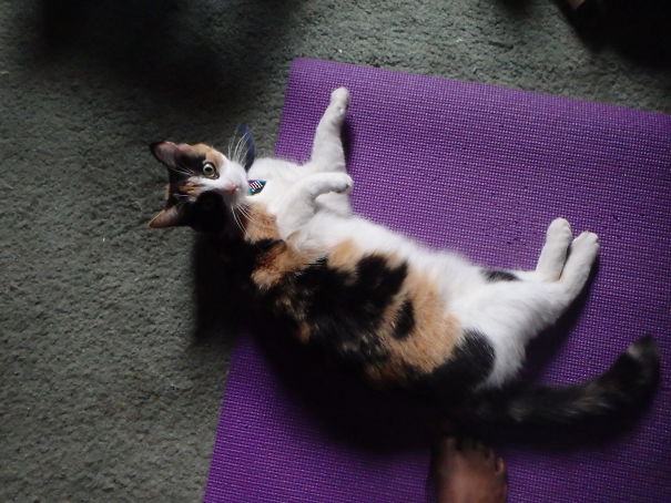 rascal_taking_my_yoga_mat3-5efd0a26bb030.jpg
