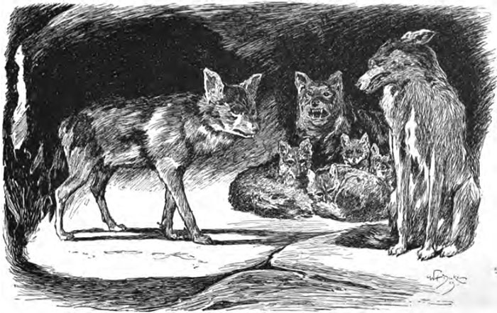 Dina Sanichar, The Real-Life Mowgli Who Grew Up With The Wolves Dina Sanichar, The Real-Life Mowgli Who Grew Up With The Wolves