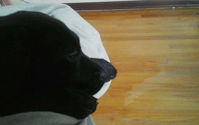 This Was Max When He Was 17 Weeks Old. Now He's 1 Year Old.