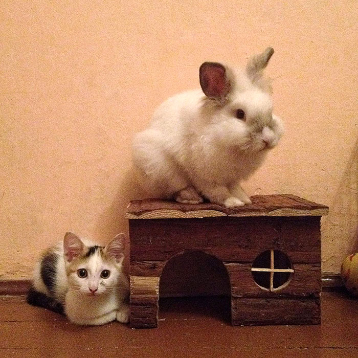 Roommates. They Were Both Babies At That Time. And Both Still Scared Of Each Other