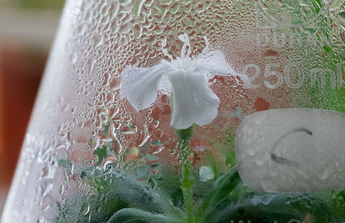 Scientists Grew A Plant From A 32,000-Year-Old Seed And It's All Thanks To Squirrels Scientists Grew A Plant From A 32,000-Year-Old Seed And It's All Thanks To Squirrels