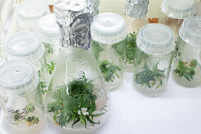 Scientists Grew A Plant From A 32,000-Year-Old Seed And It's All Thanks To Squirrels Scientists Grew A Plant From A 32,000-Year-Old Seed And It's All Thanks To Squirrels