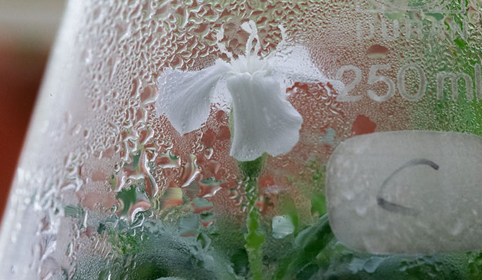 Scientists Grew A Plant From A 32,000-Year-Old Seed And It’s All Thanks To Squirrels