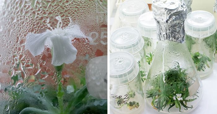 Scientists Grew A Plant From A 32,000-Year-Old Seed And It’s All Thanks To Squirrels