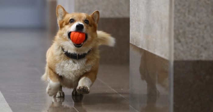 Meet Redhead, A Good Boy Who Was Able To Serve In The Police Despite His Short Legs
