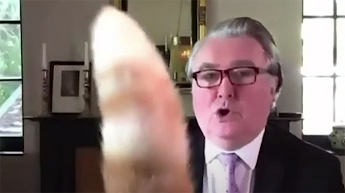 "I Apologize For My Cat&rsquo;s Tail": Scottish MP Goes Viral After His Cat Photobombs A Zoom Meeting