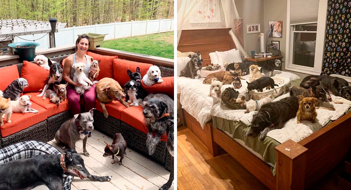 Couple Spends $55,000 Customizing Their House To Give The Best Quality Of Life To 20 Senior And Special Needs Dogs