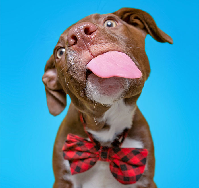 I Volunteer To Take Photos Of Shelter Dogs To Help Them Get Adopted, Here Are 30 Of My Quirky Pics