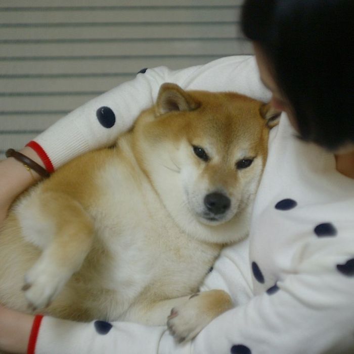 Rescue Shiba Inu cuddled gently, showcasing its cute and relaxed demeanor.