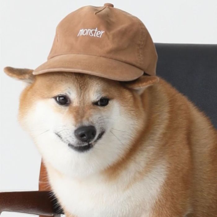 Rescue Shiba Inu with a playful expression wears a brown hat, embodying the Cheems meme.