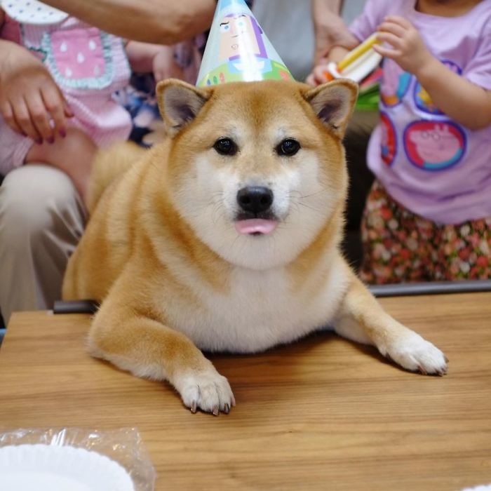 Shiba Inu wearing a party hat, lying on a table, surrounded by people, tongue sticking out humorously.