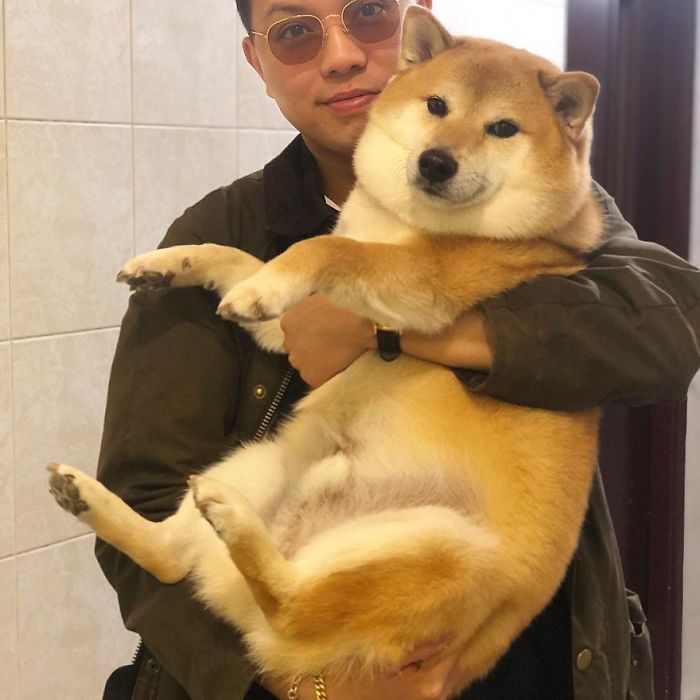 Person holding a Shiba Inu, the dog behind the Cheems meme, in a cozy room setting.