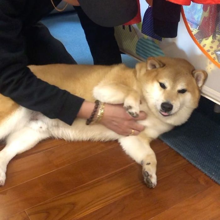 A rescue Shiba Inu lying on the floor, its owner gently petting it.