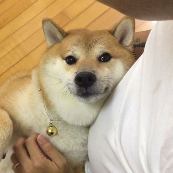 Shiba Inu resting on a person, wearing a bell, associated with the Cheems meme.
