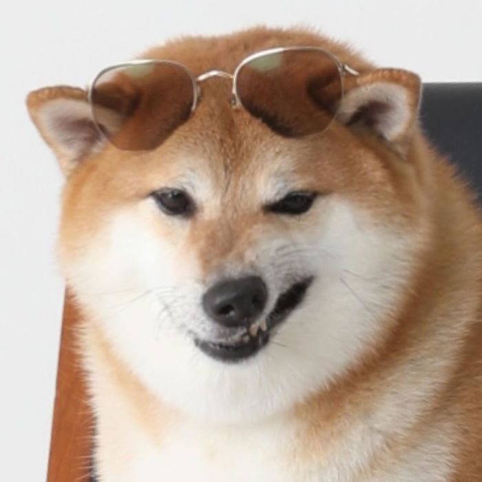 Rescue Shiba Inu wearing sunglasses, showcasing the hilarious Cheems meme expression.