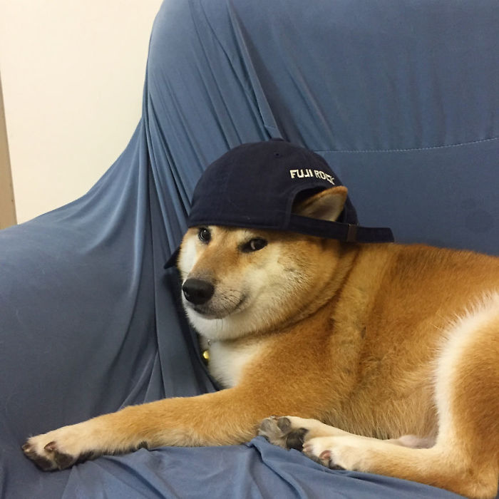 Rescue Shiba Inu wearing a cap, lounging on a sofa, associated with the Cheems meme.