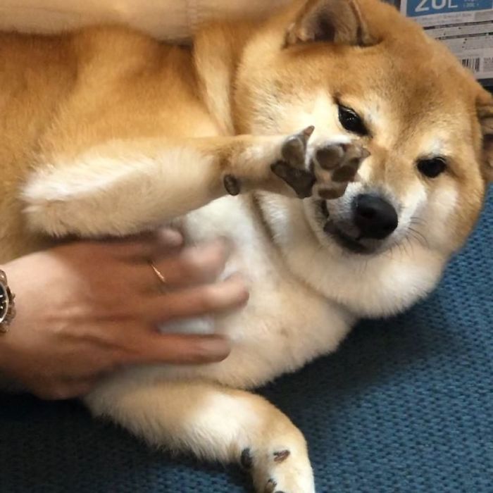 A cute rescue Shiba Inu being tickled, responsible for the hilarious Cheems meme.