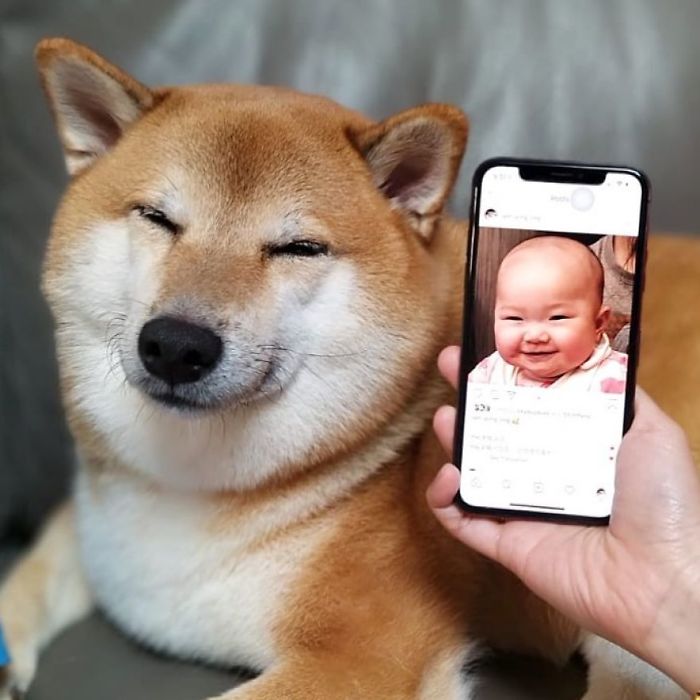 Rescue Shiba Inu sitting beside a smartphone displaying a smiling baby photo.