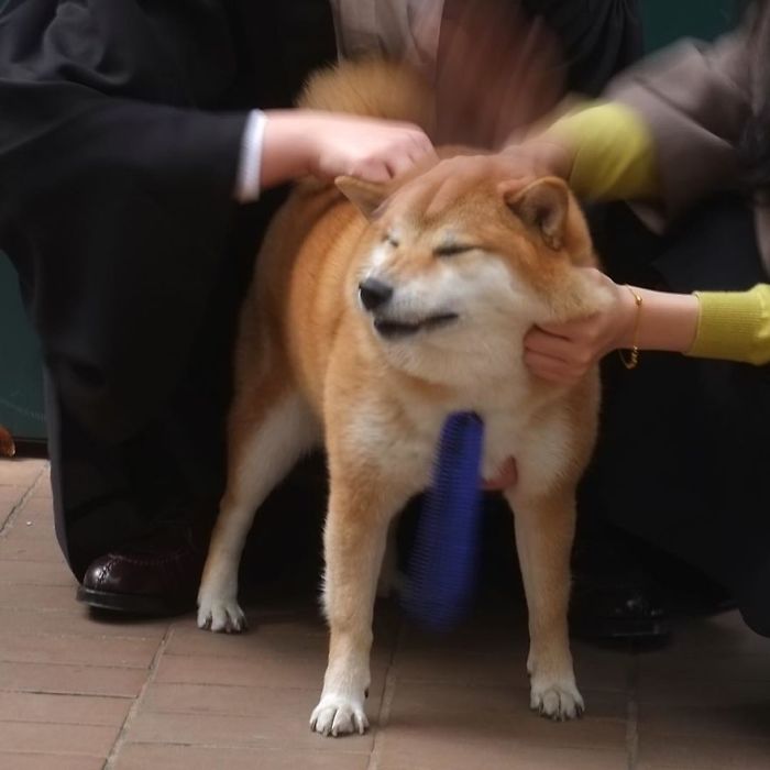 Shiba Inu in a blue tie being petted, showcasing the Cheems meme charm.