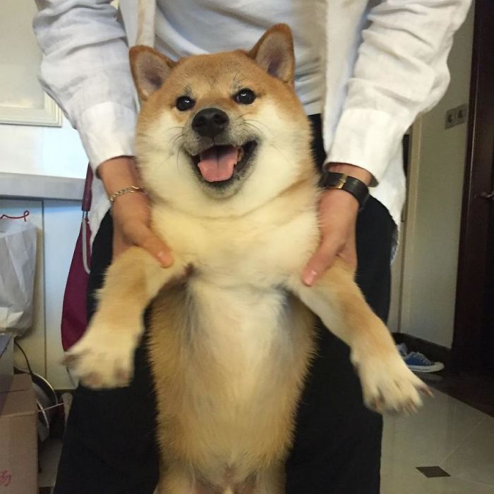 Rescue Shiba Inu smiling while being held, famous for Cheems meme.