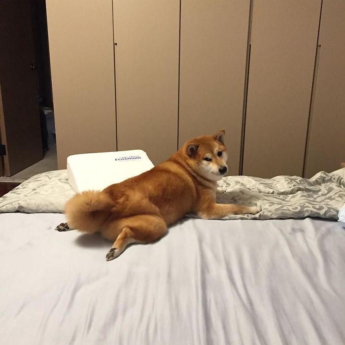 Rescue Shiba Inu lying on a bed, looking back, known for the Cheems meme.