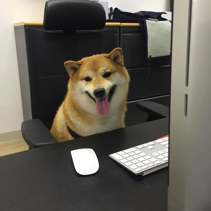 Shiba Inu sitting at a desk with a keyboard and mouse, smiling widely, responsible for the Cheems meme.