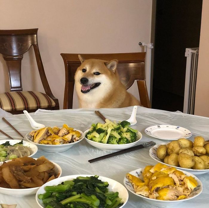 Shiba Inu, known for Cheems meme, sits at dining table with food, smiling.