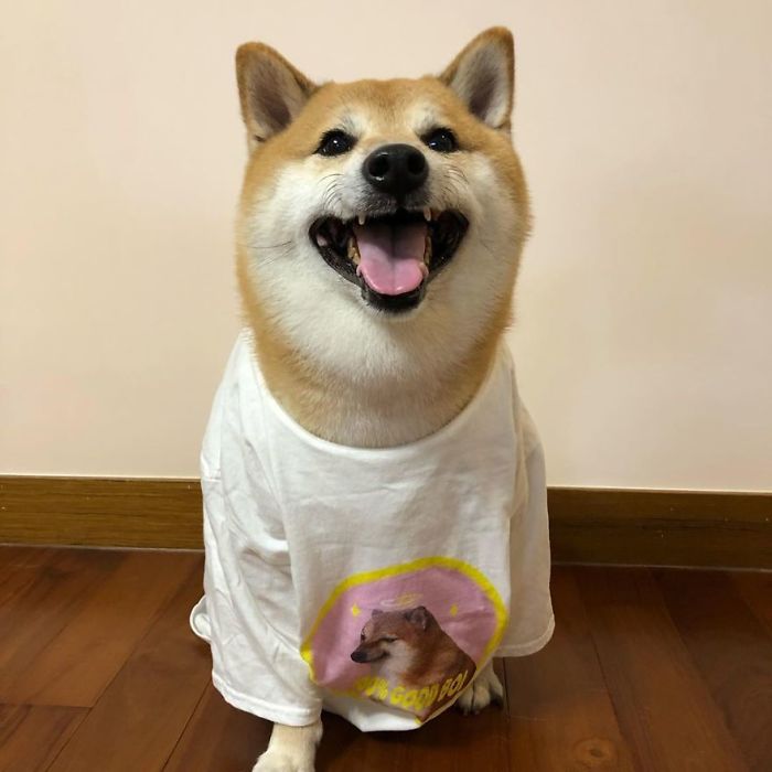 Shiba Inu wearing a white t-shirt with a playful smile, associated with the Cheems meme.
