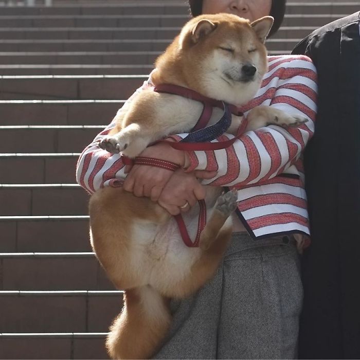 Rescue Shiba Inu, eyes closed, being held by person in striped top on stairs.