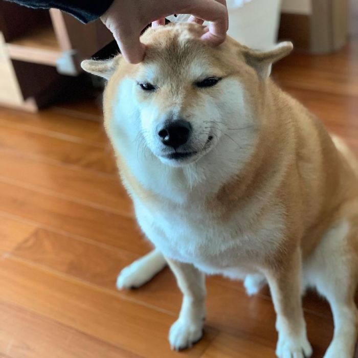 Shiba Inu being gently petted, known for the Cheems meme, sitting on a wooden floor.