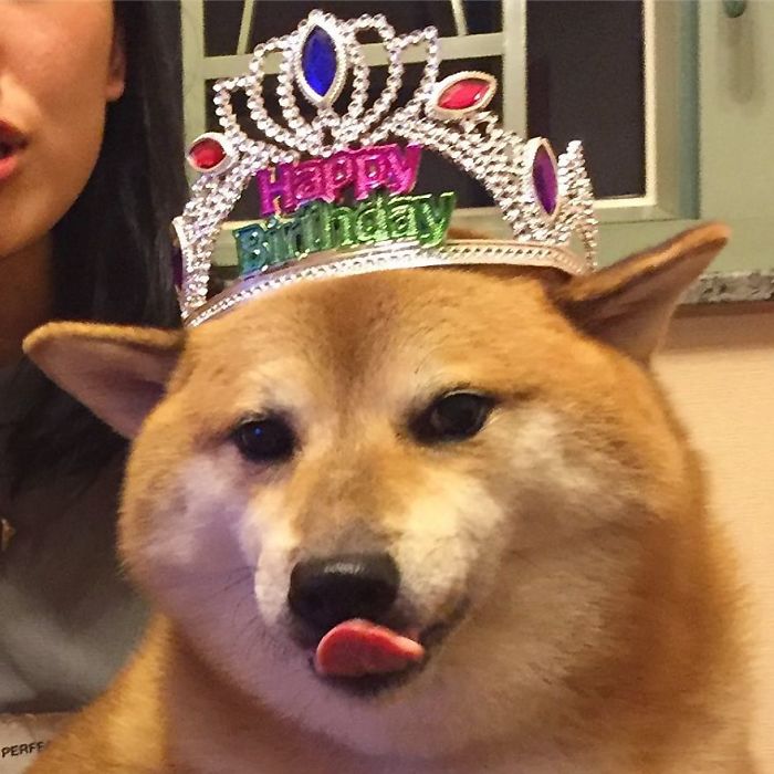 Rescue Shiba Inu wearing a "Happy Birthday" crown with tongue out, associated with the Cheems meme.