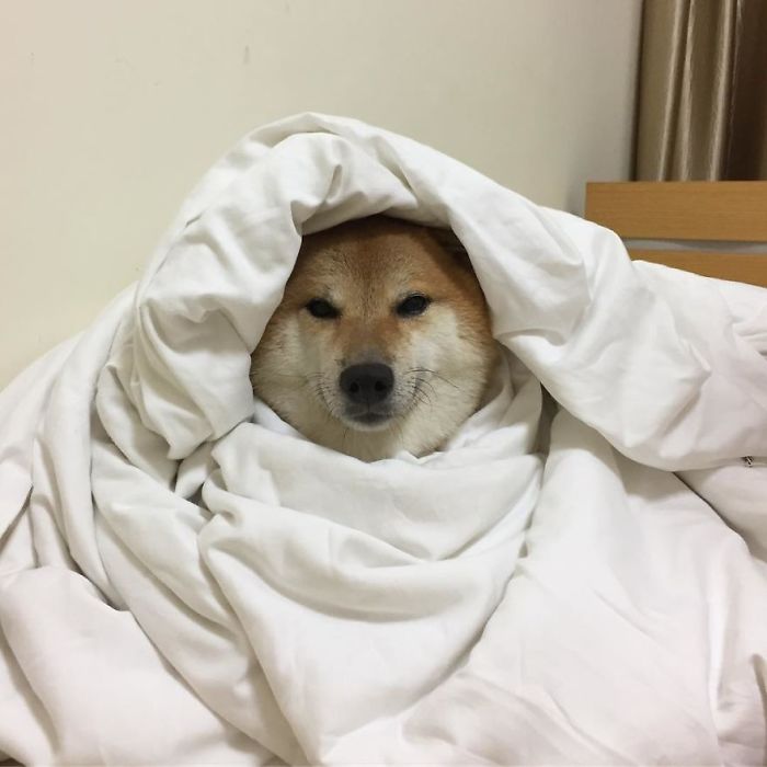 Rescue Shiba Inu bundled in a cozy white blanket, looking snug and content.