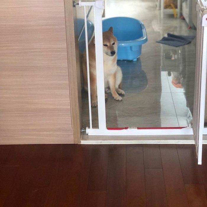 Rescue Shiba Inu sitting by a door, associated with the Cheems meme.
