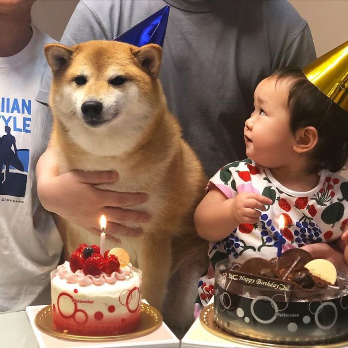 Rescue Shiba Inu wearing a party hat next to child with birthday cakes and lit candles at a celebration.