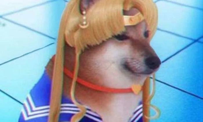 Shiba Inu dressed humorously in a Sailor Moon costume, highlighting the Cheems meme character.