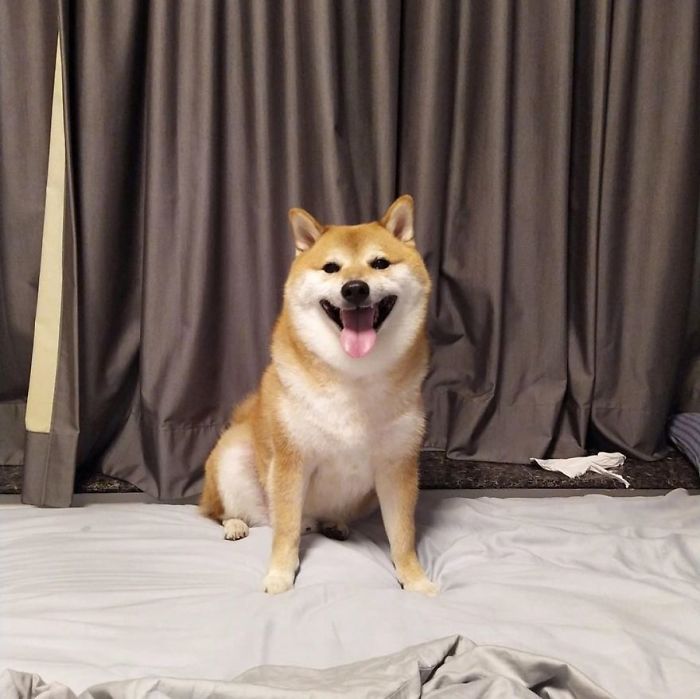 Smiling Shiba Inu sitting on a bed with gray curtains in the background, iconic dog behind the Cheems meme.