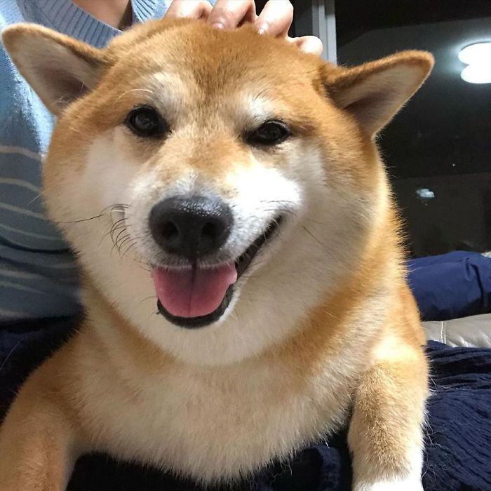 Smiling Shiba Inu dog with tongue out being petted, famous as the original Cheems meme rescue dog.